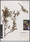 Foto von Salix brachycarpa Nutt.